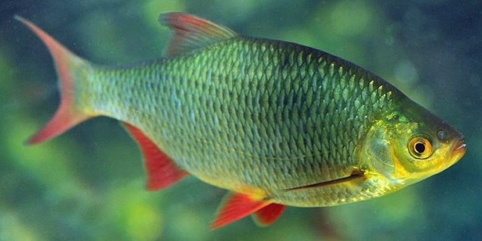 Lovostaj i zaštita ribljeg fonda u Srbiji: pravila i mere