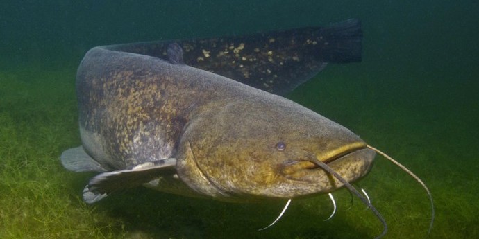 Razotkrivanje tajni soma: Odgovori iz dubina reka