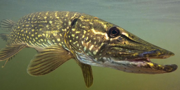 Štuka: Kraljica slatkovodnih grabljivica i važnost očuvanja njenog staništa